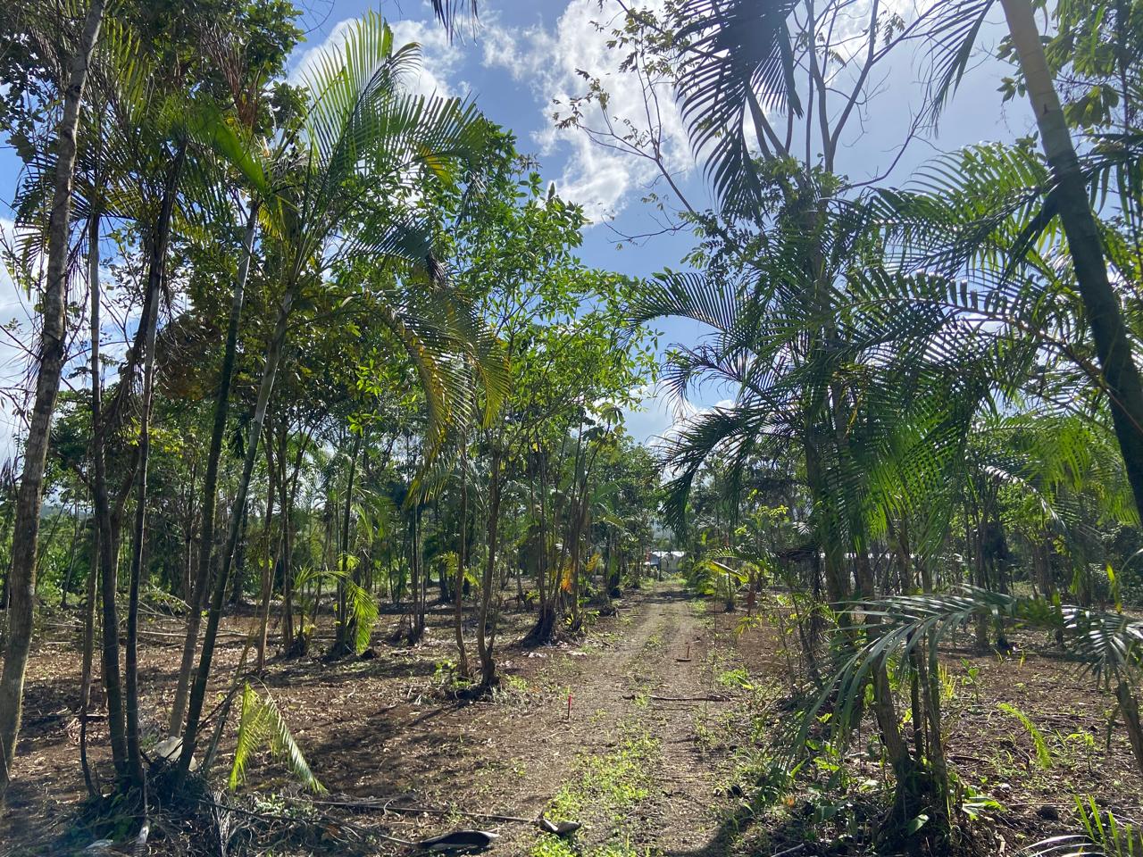 Vista aérea Quintas La Tigra, San Carlos